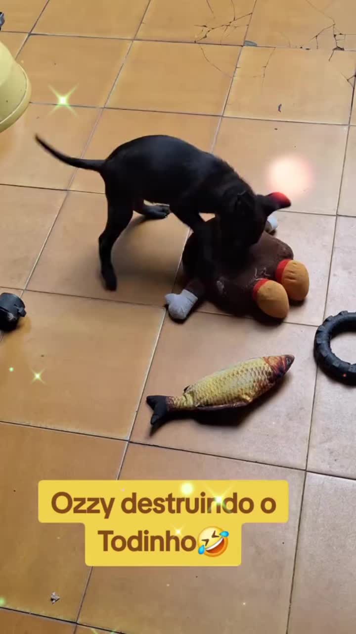 @MagdaAmoAnimais😾🐶🕊