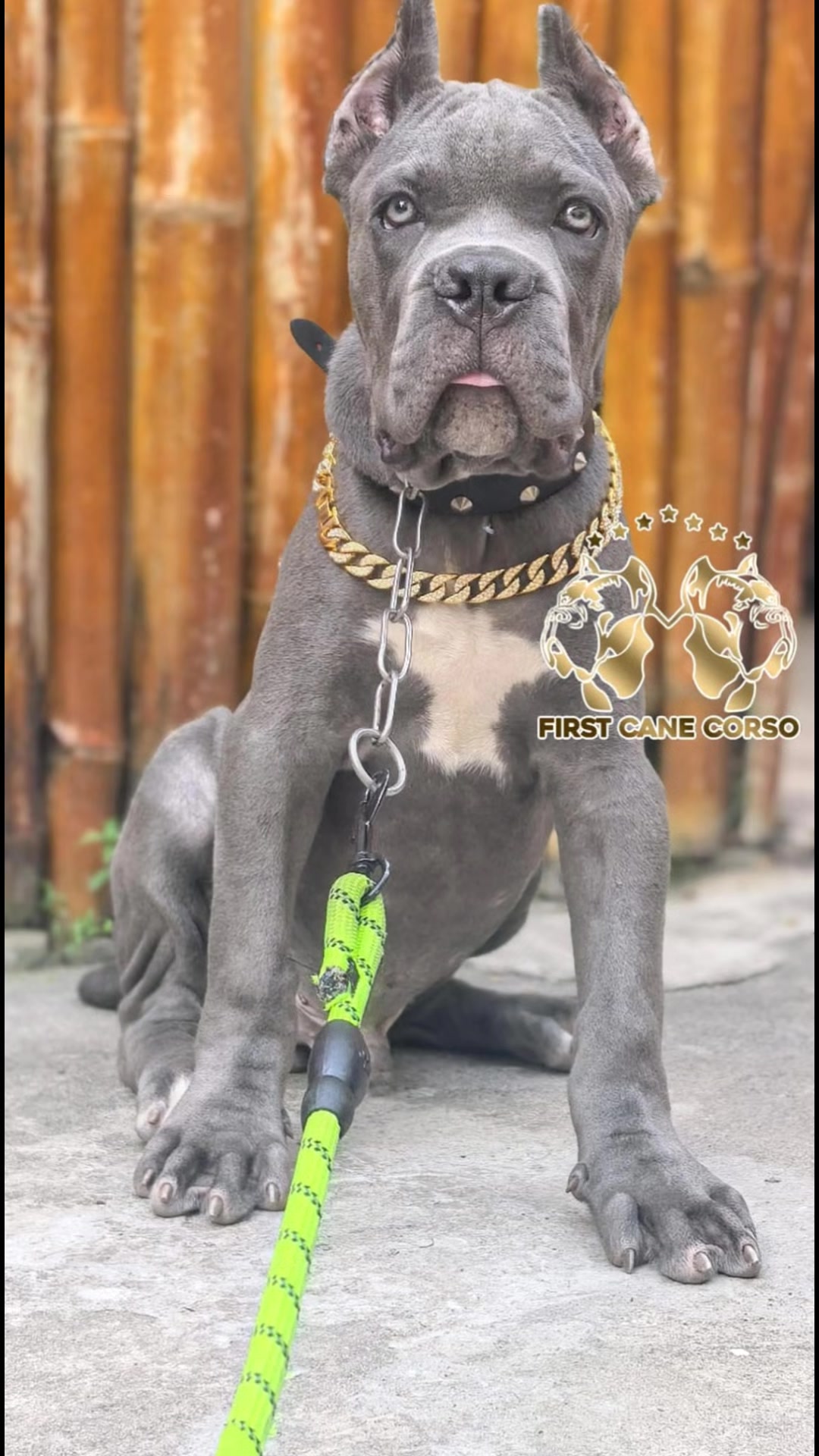 @FIRST CANE CORSO🐾🇨🇮🇨🇮🐾