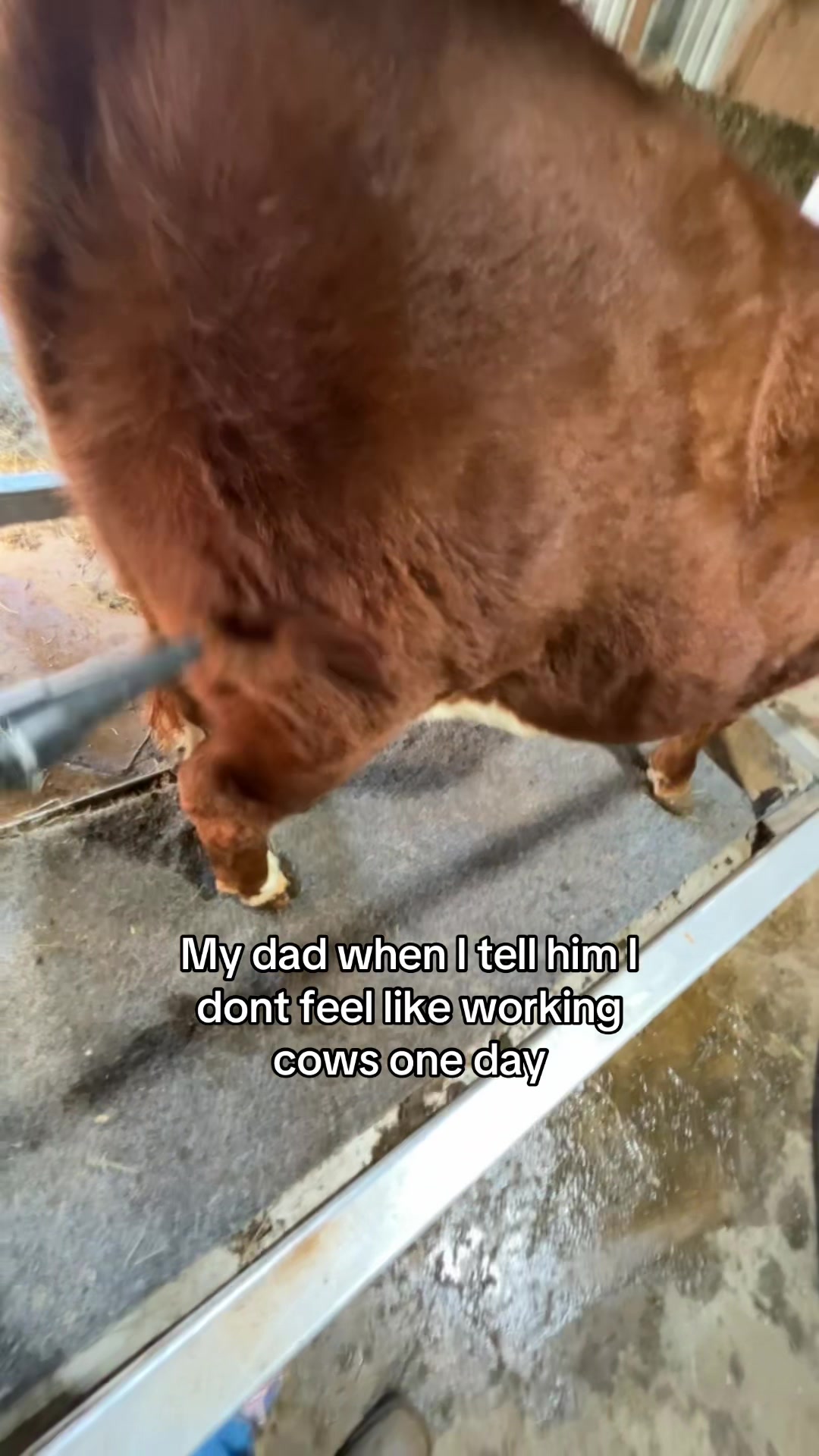 @Sylvia🐄