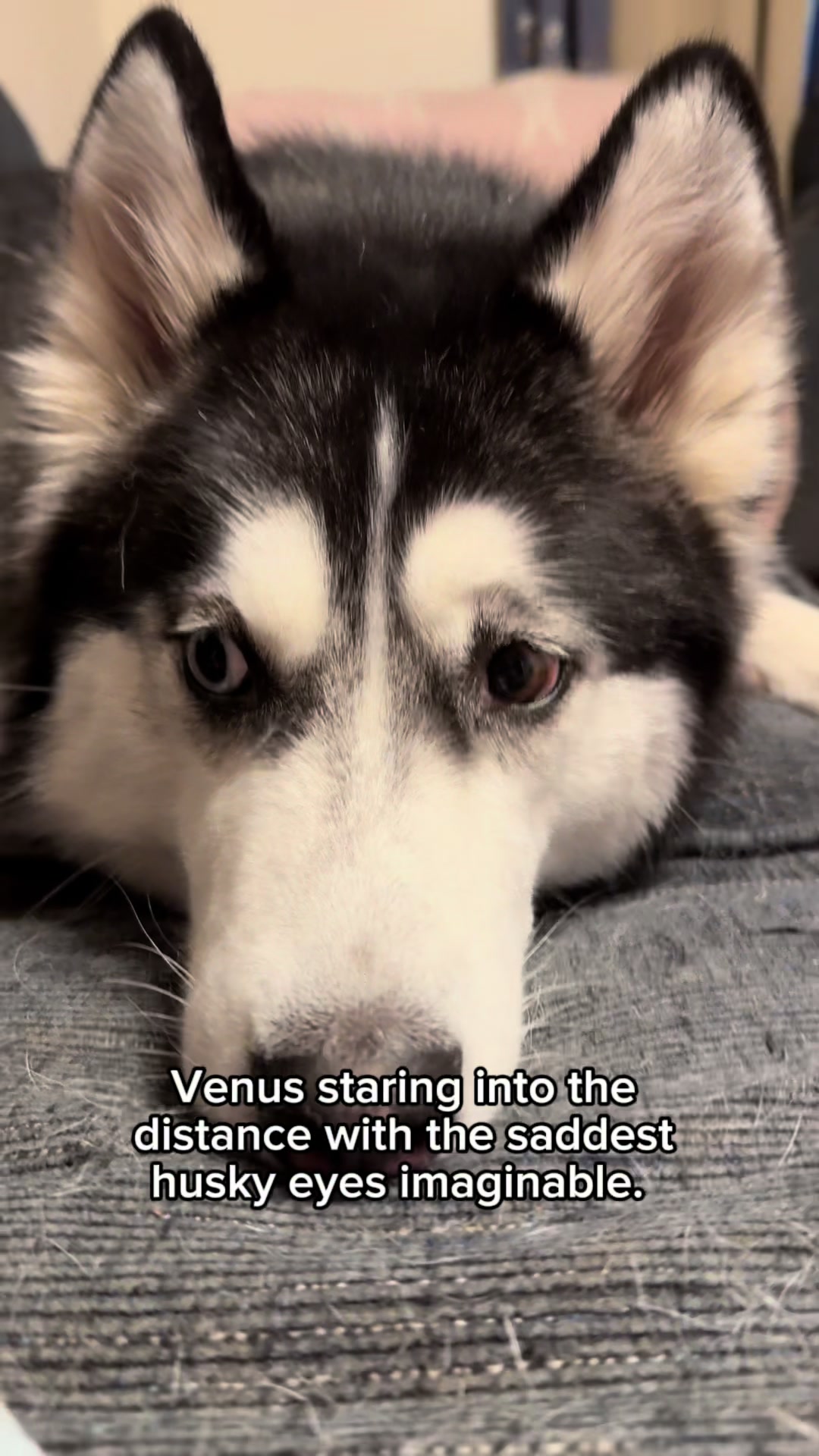 @FourHuskyteers