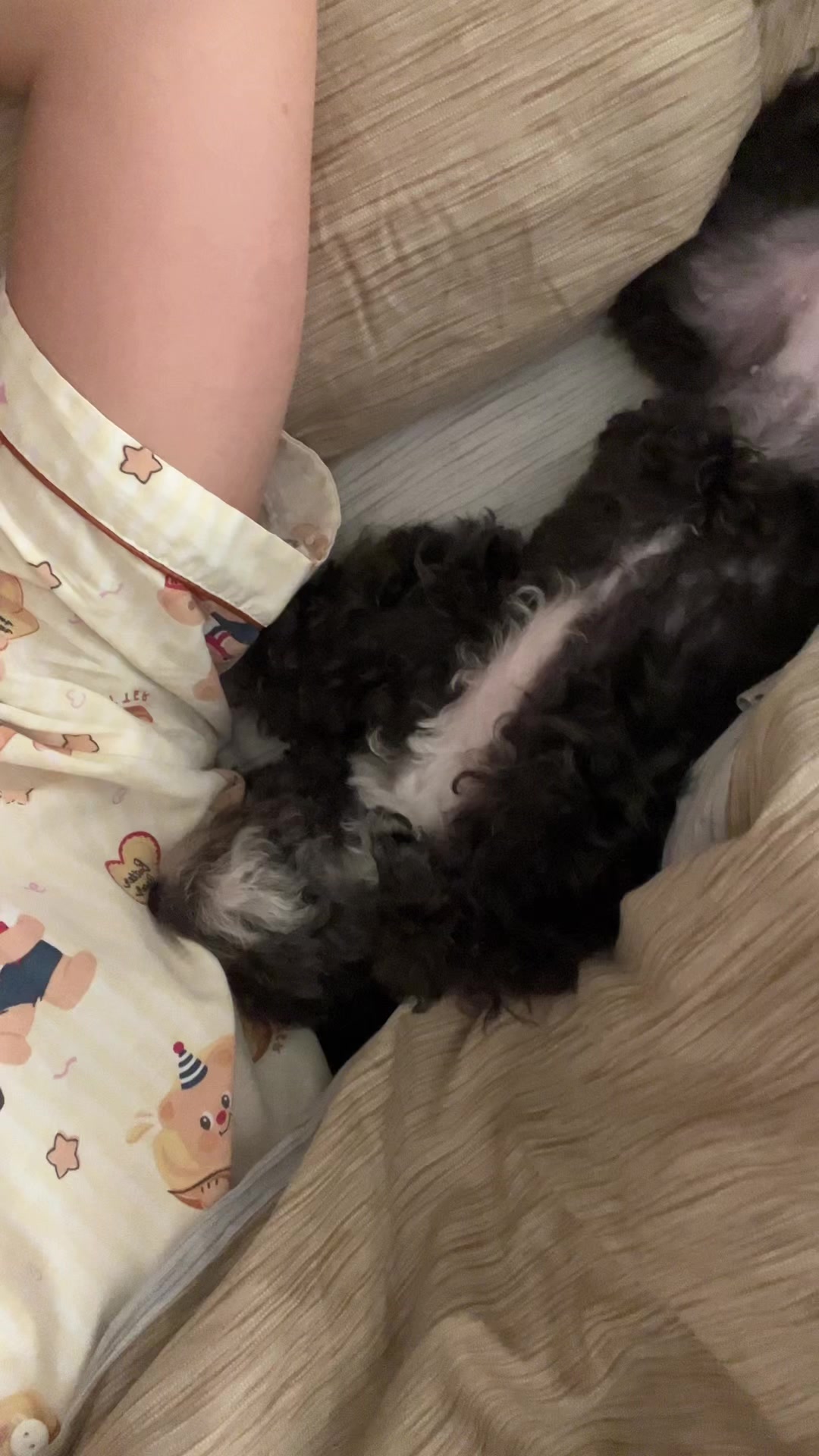 @chippi the poochon