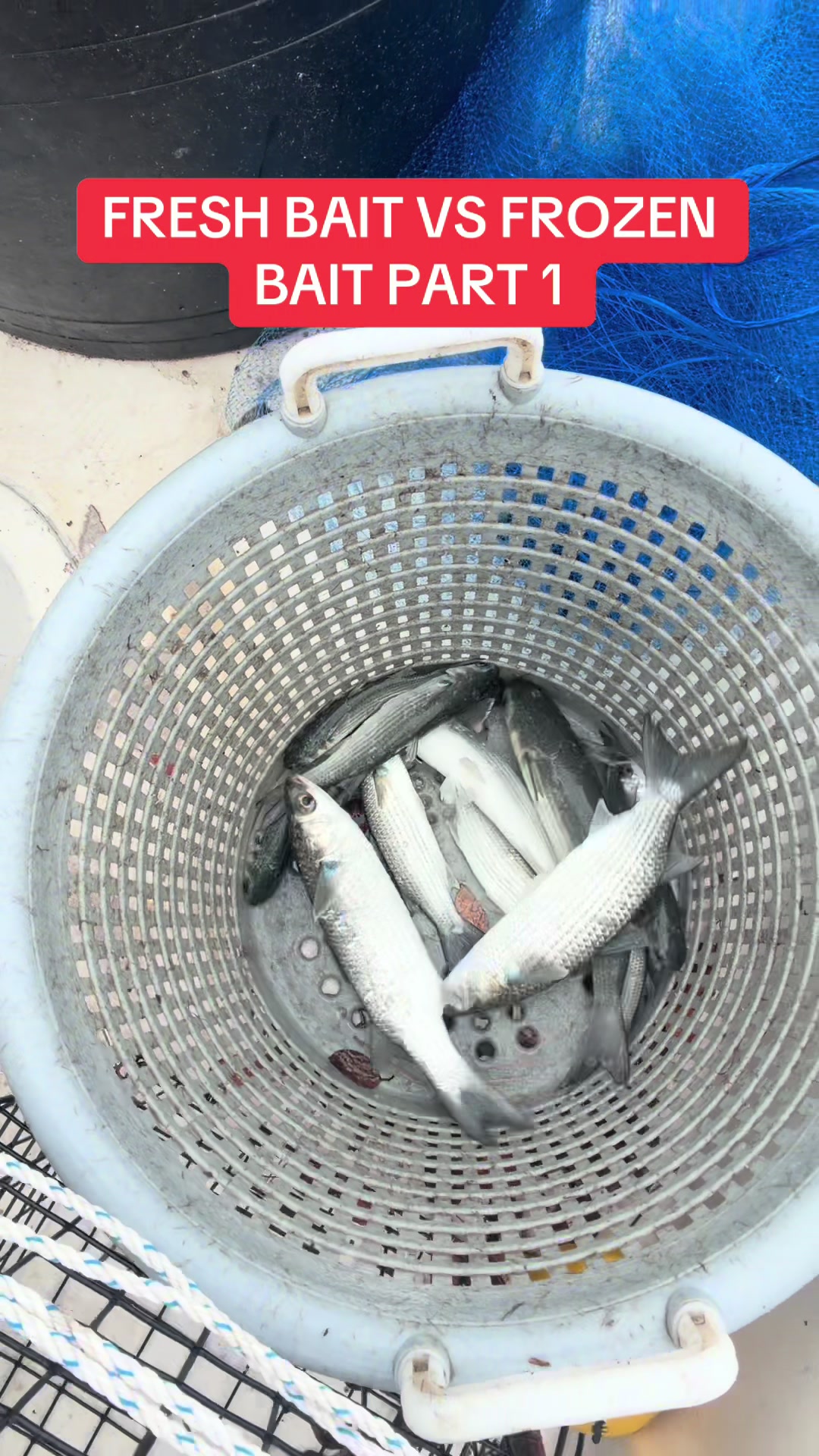 @BeaufortSC_Bait