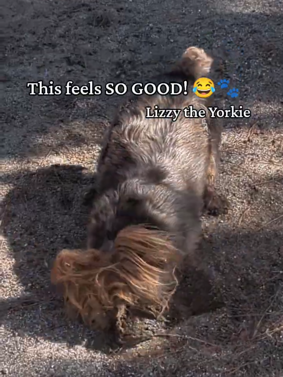 @Lizzytheyorkie