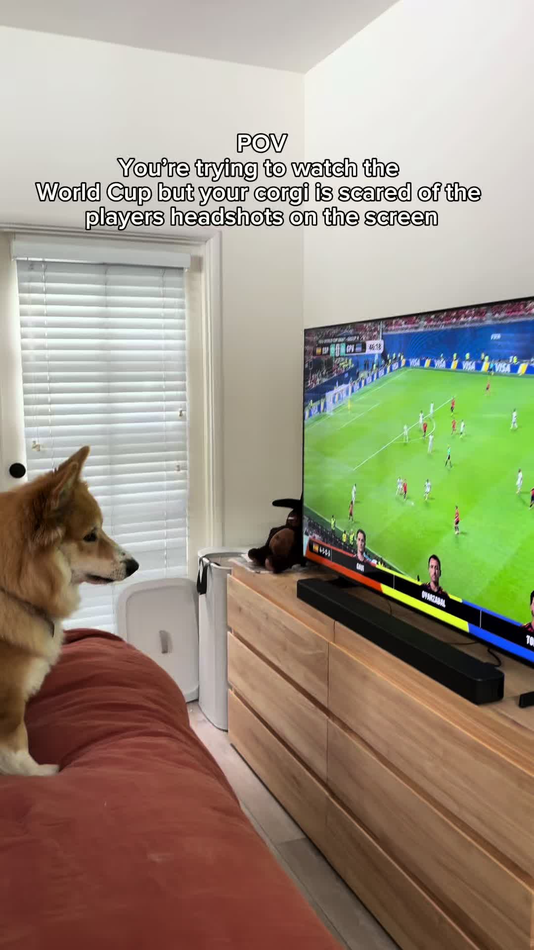@apollothecorgimute