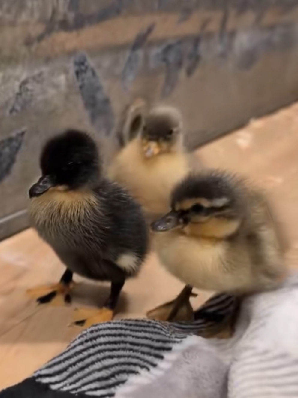 @Mother Duckers Homestead