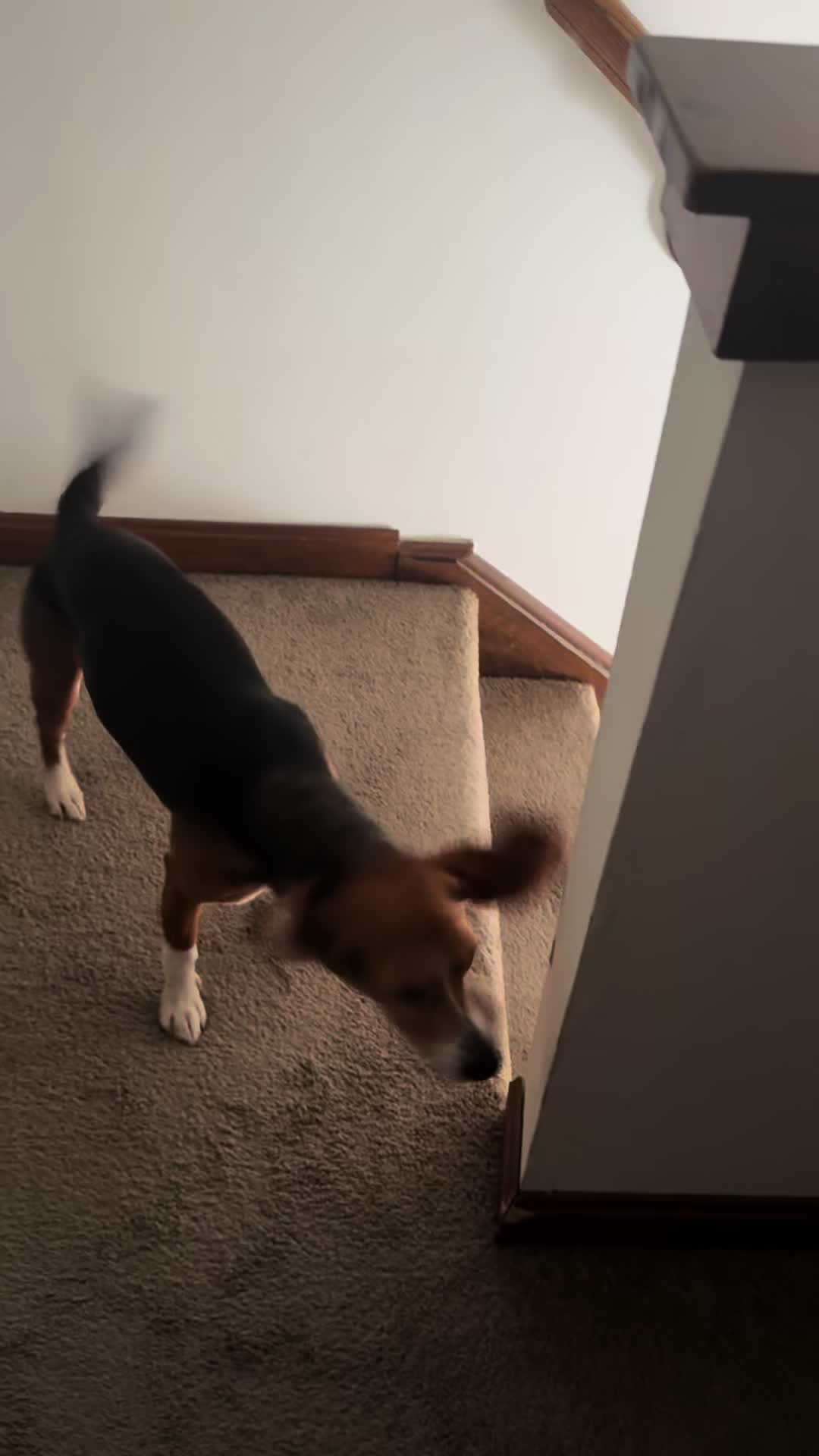 @ThatBeagleGus