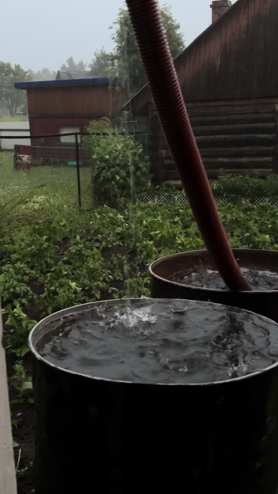 @рыжая