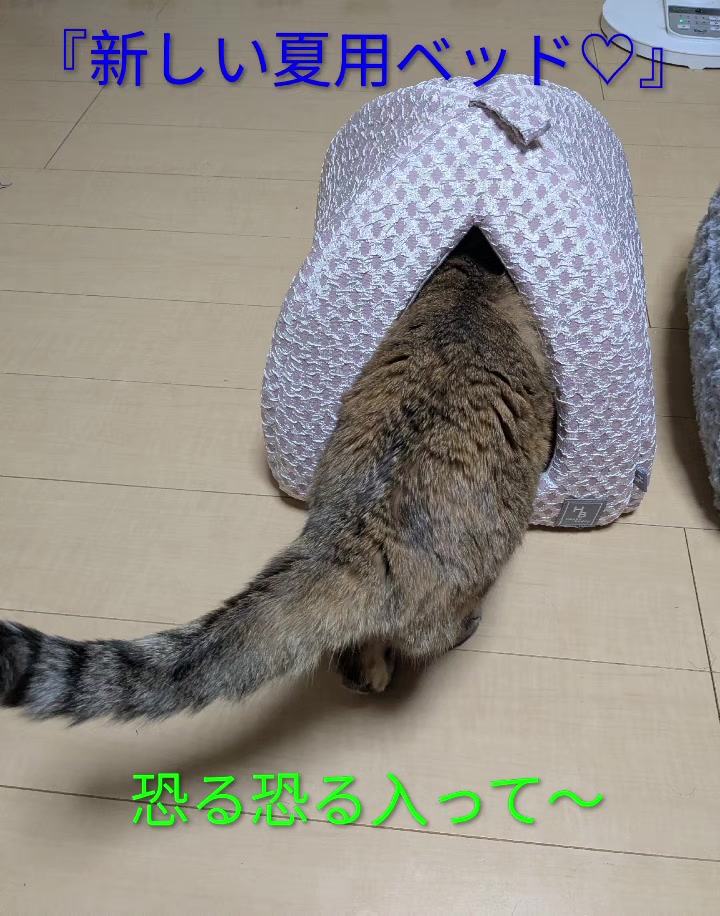 @キュキュ