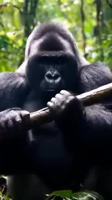 @Fox Lover