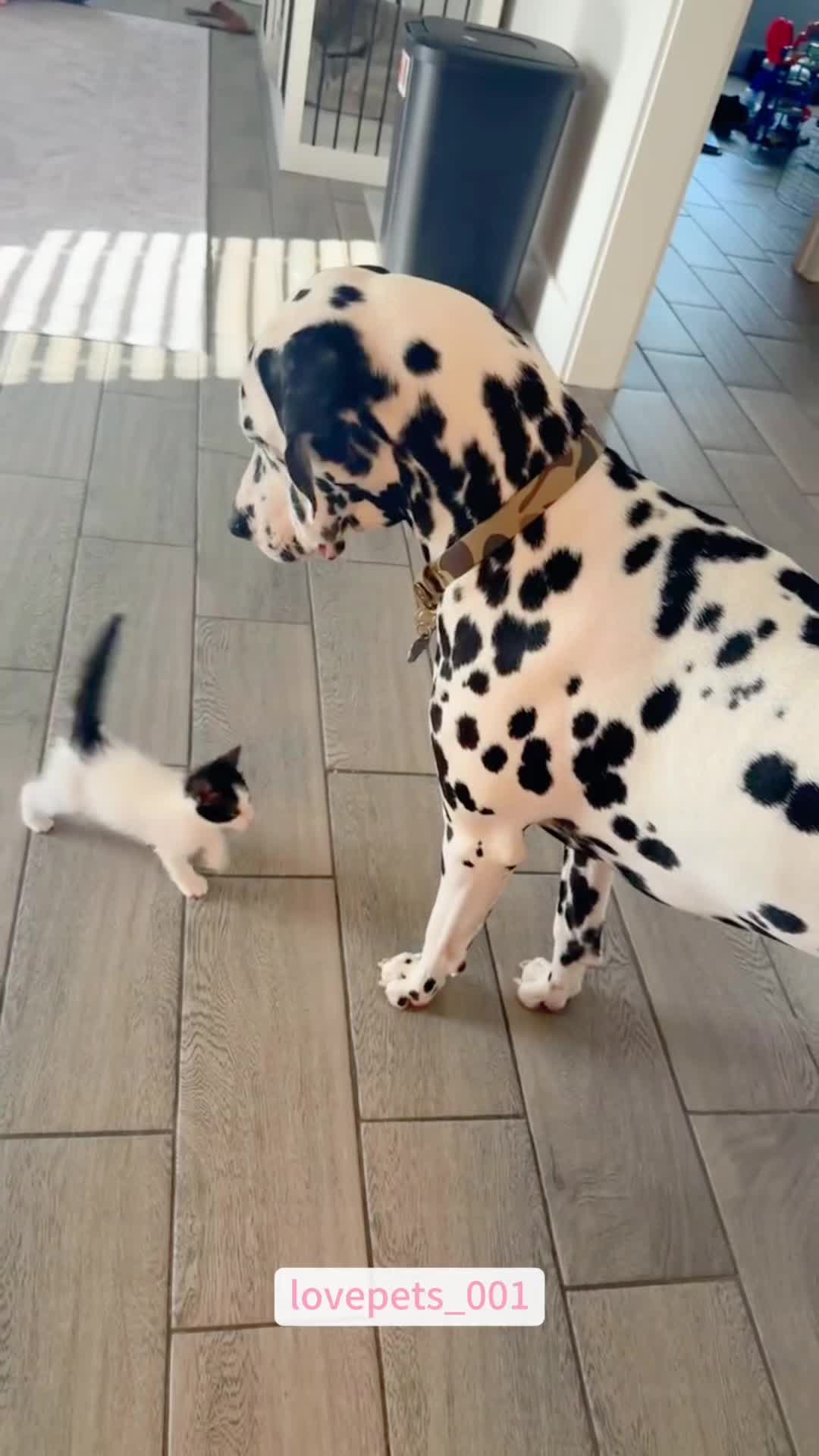 @lovepets_001