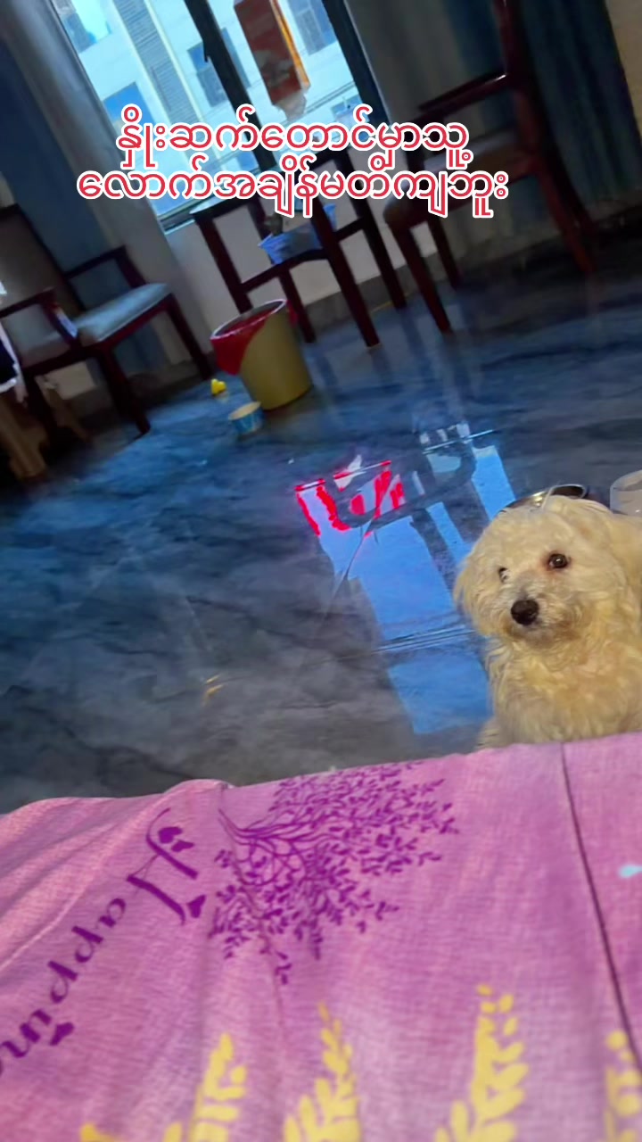 @招财🐶