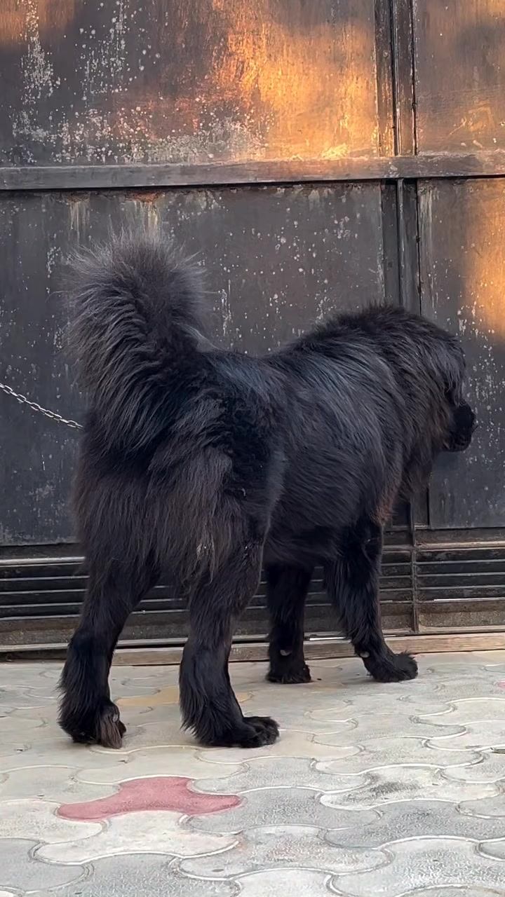 @Kashmiri_Bakrwal_Dog