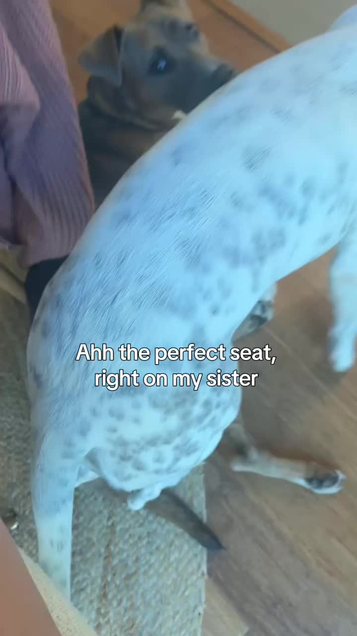 @lifewithstella