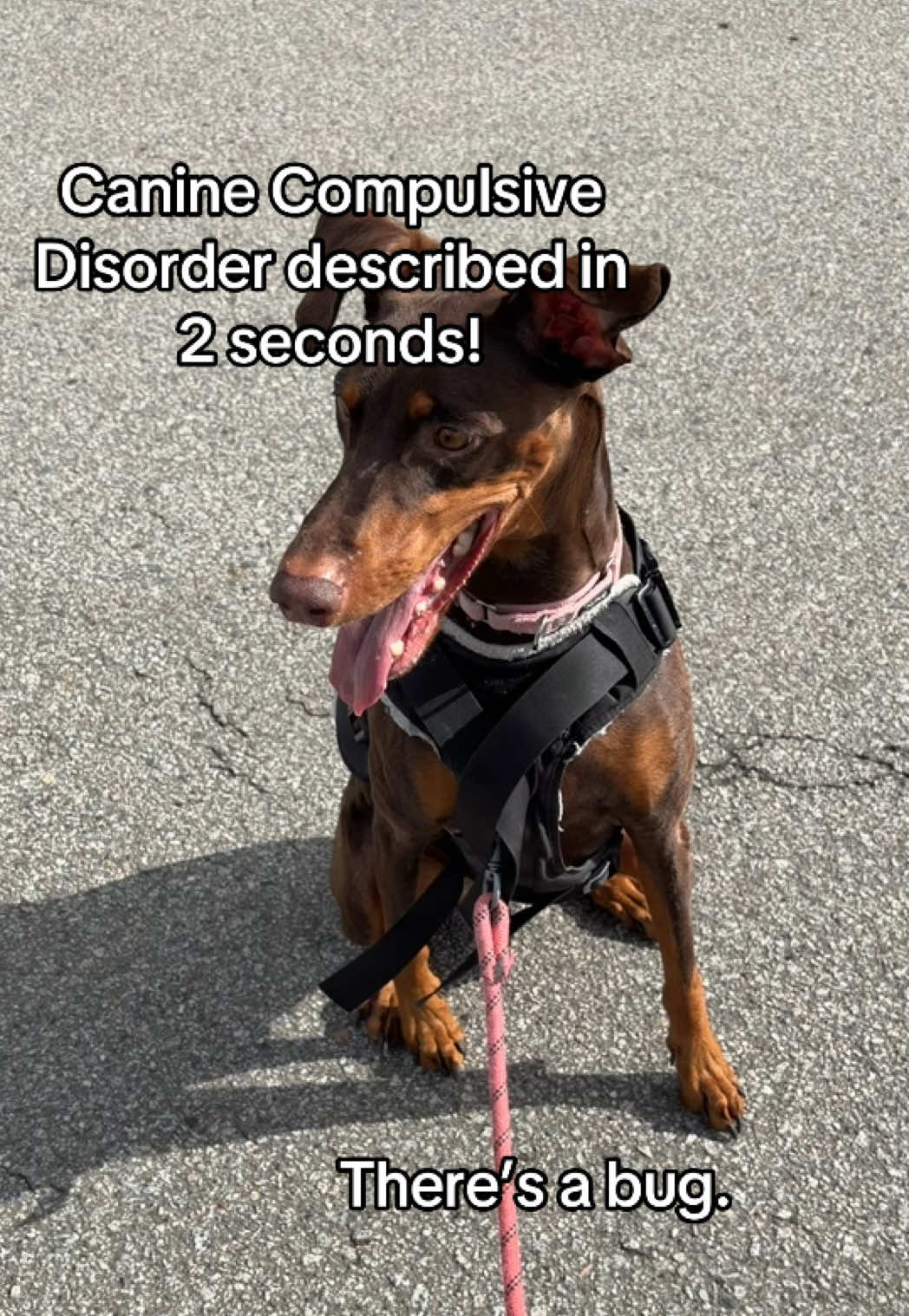 @Luna The Doberman