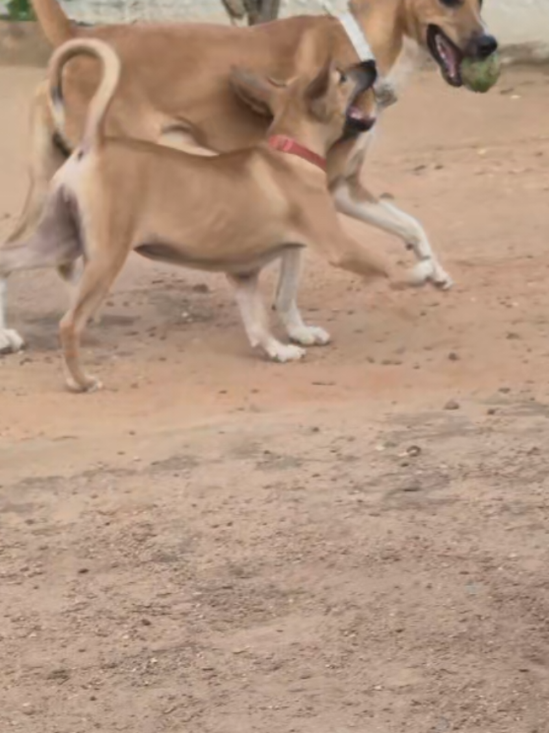 @Bimba/Nikita/Bruno🦴🐕