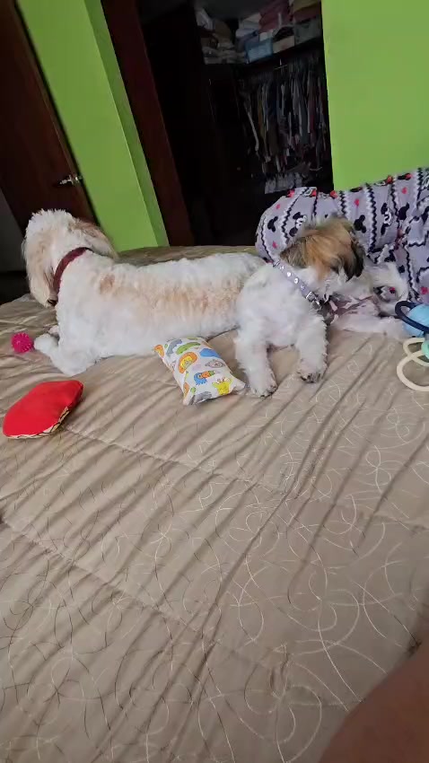 @Harry y Mila Life 🐶🐾