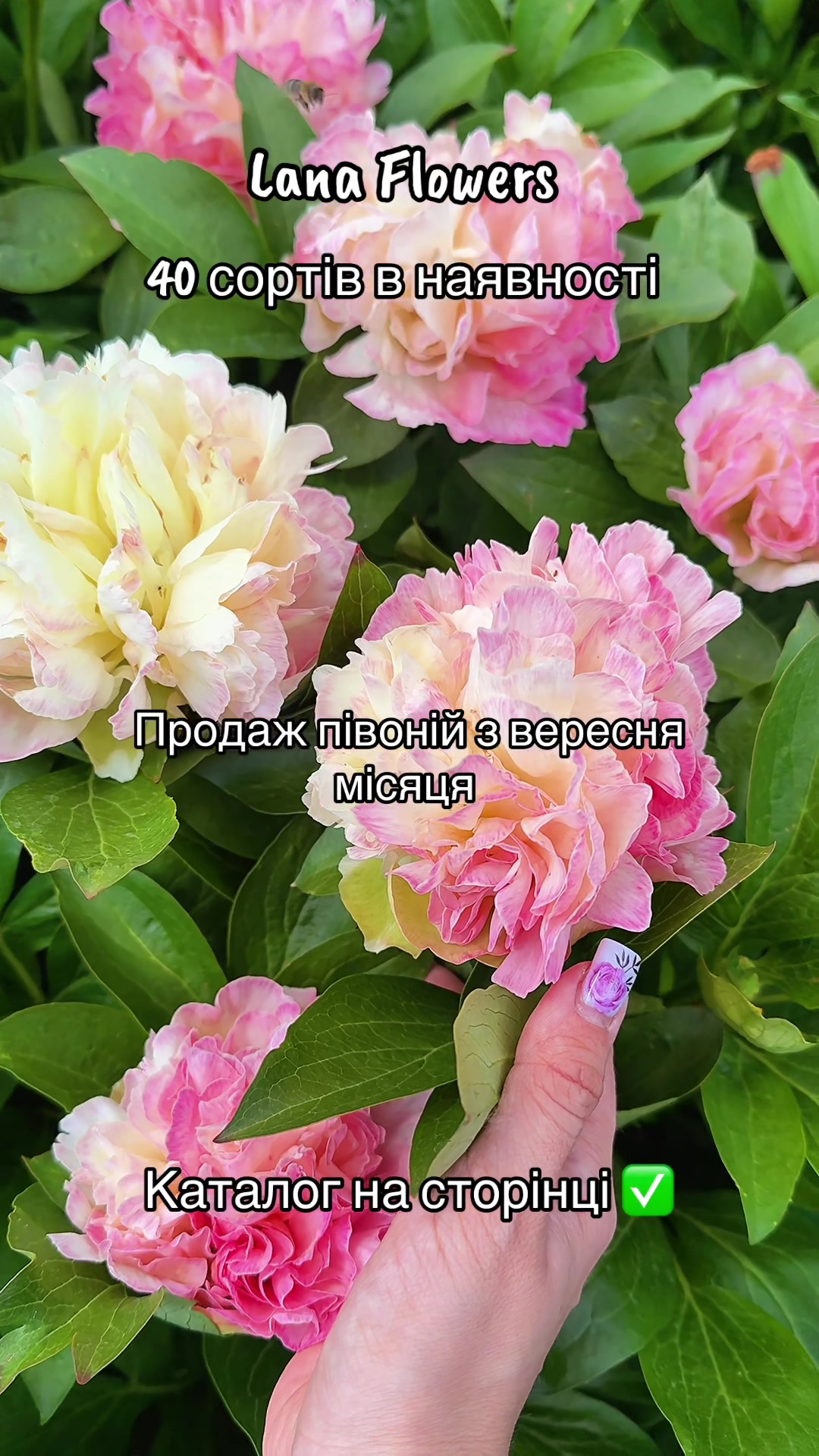 @Lana_Flowers