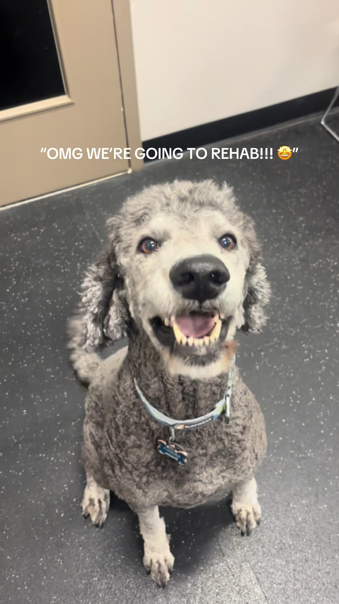 @BW.K9.Rehab🇨🇦