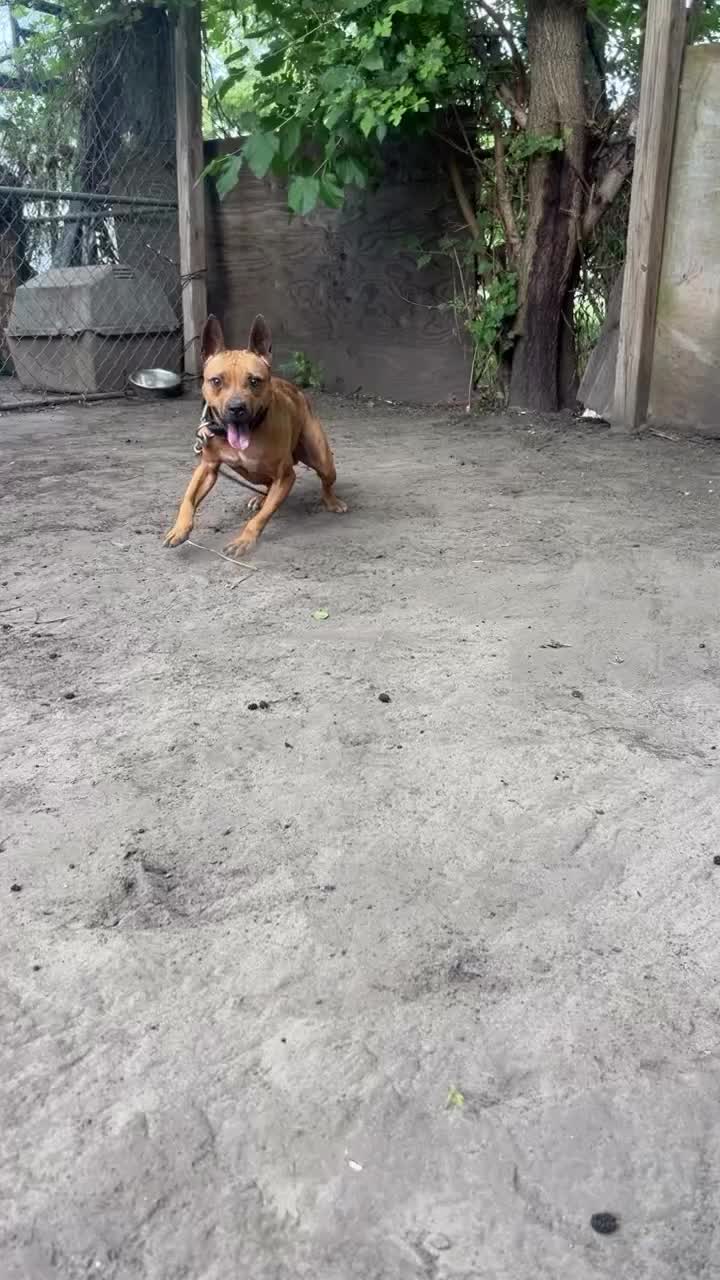 @themreal_hounds