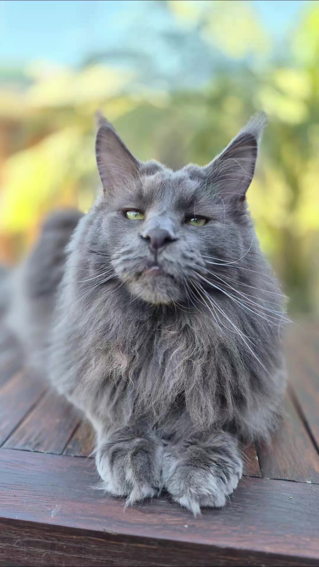 @Ragnar the Maine Coon 🐈