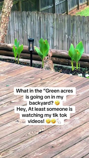 @🌸