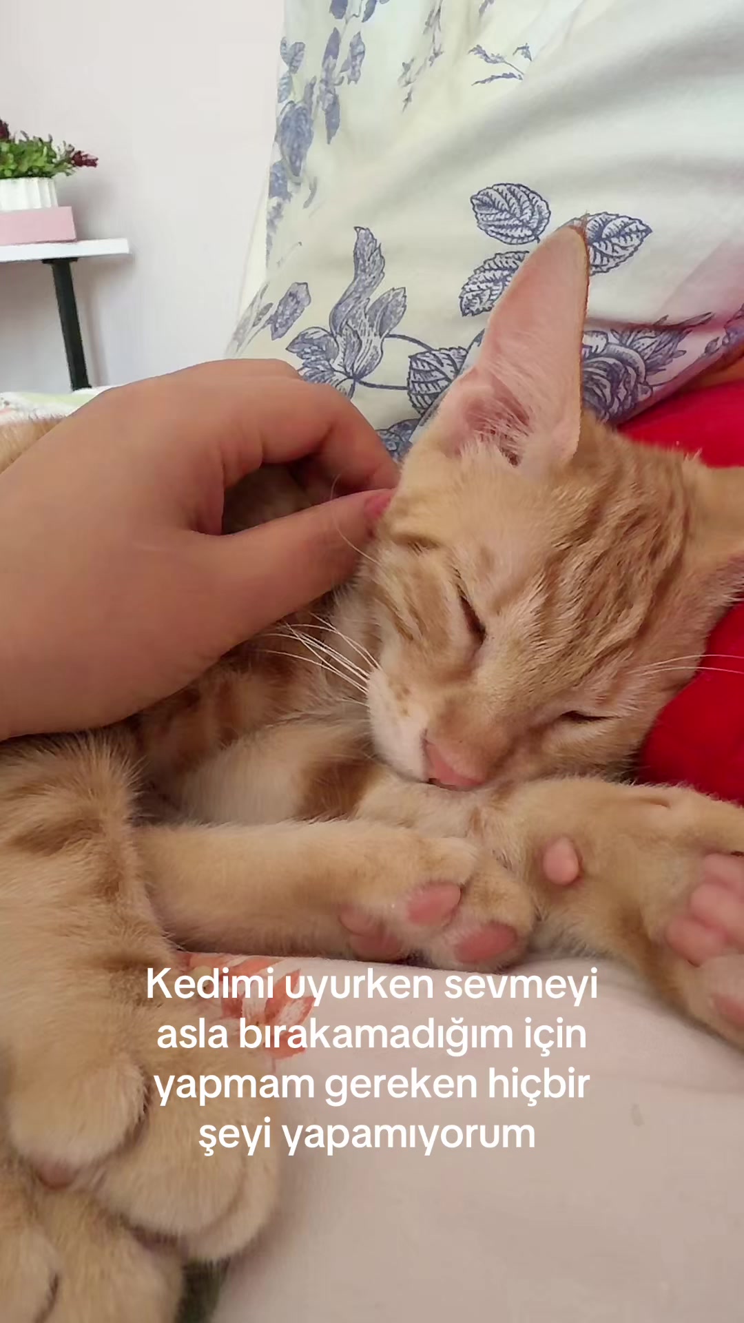 @benayselale