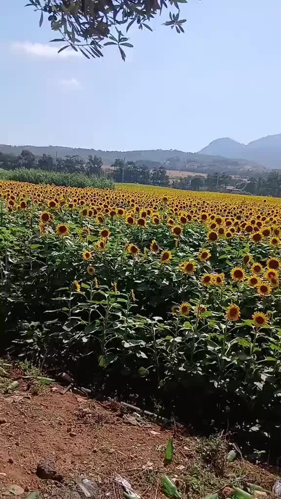 @Nassima Bouloufa