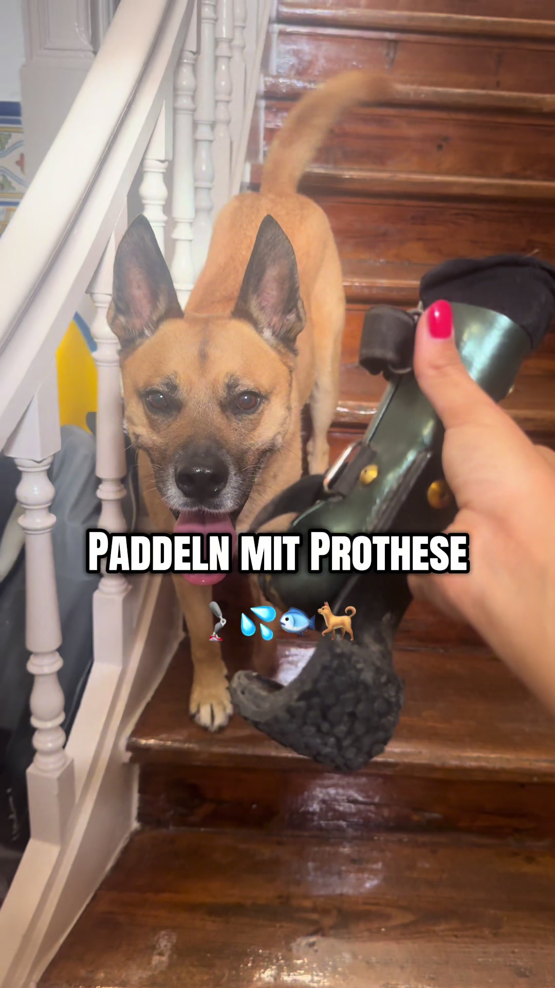 @mother of dogs