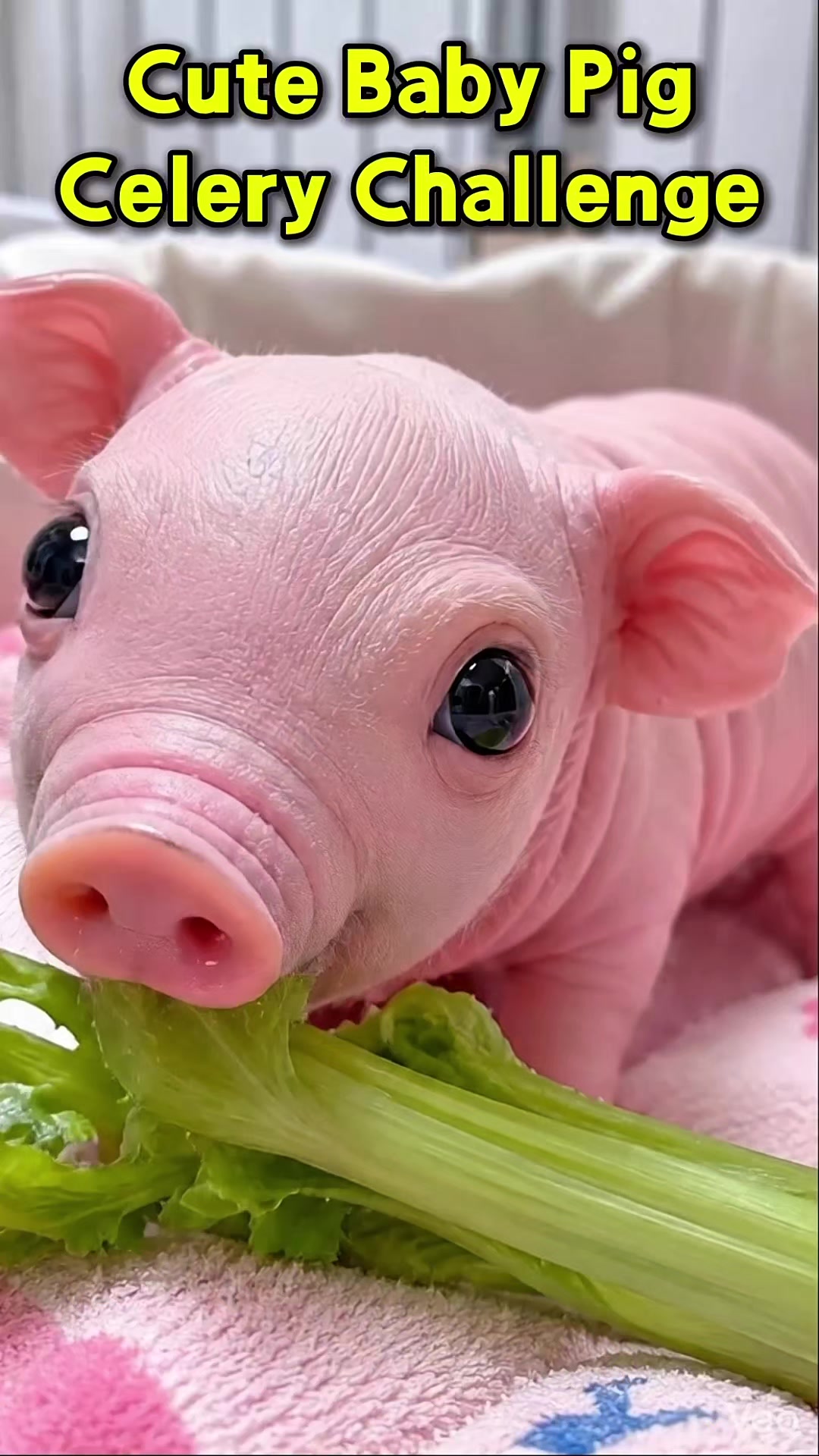 @Animal Surprise