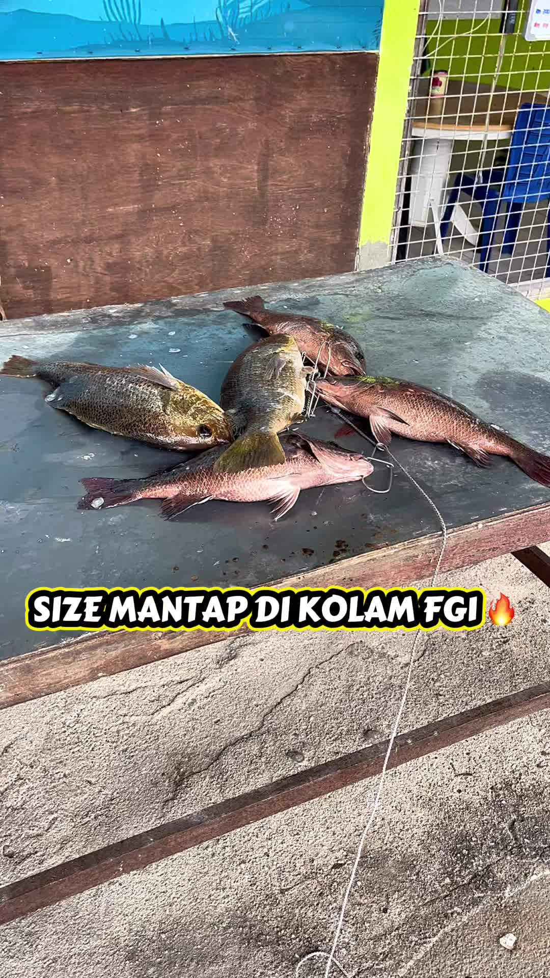 @M Z Reel 🎣