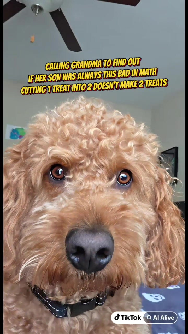 @🐾Dexter Wallen Doodle🐾