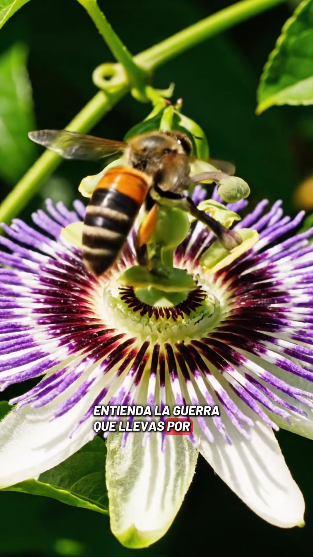 @floradigital