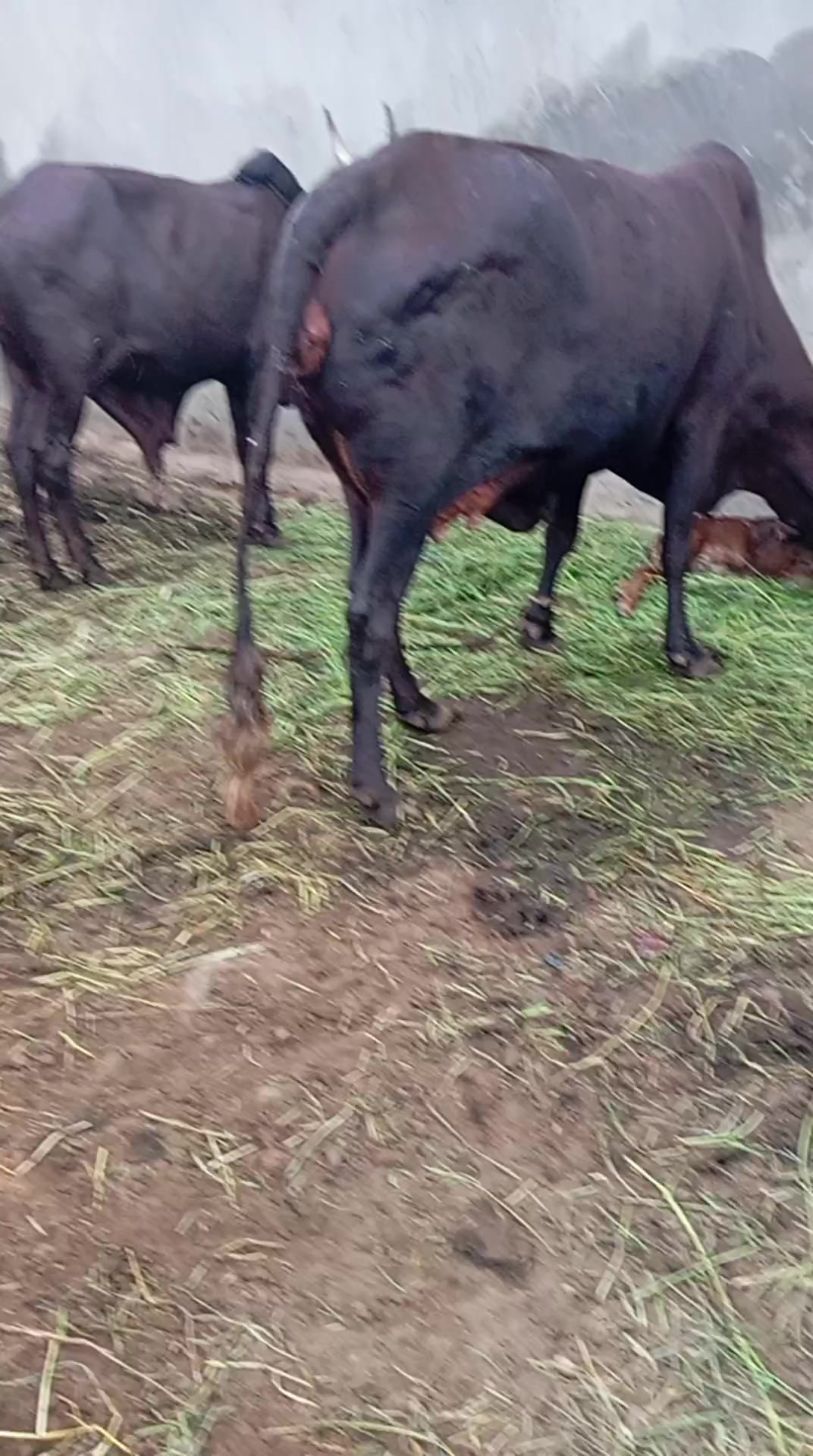 @maazu maidoki Gamaru19800@