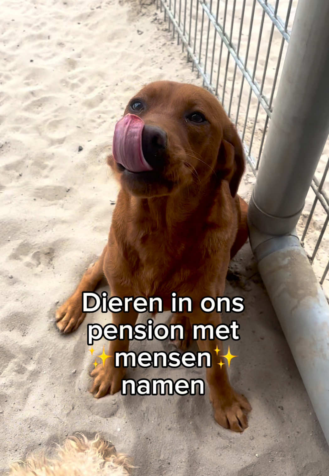 @HuisdierenhotelDeHeggeWeert