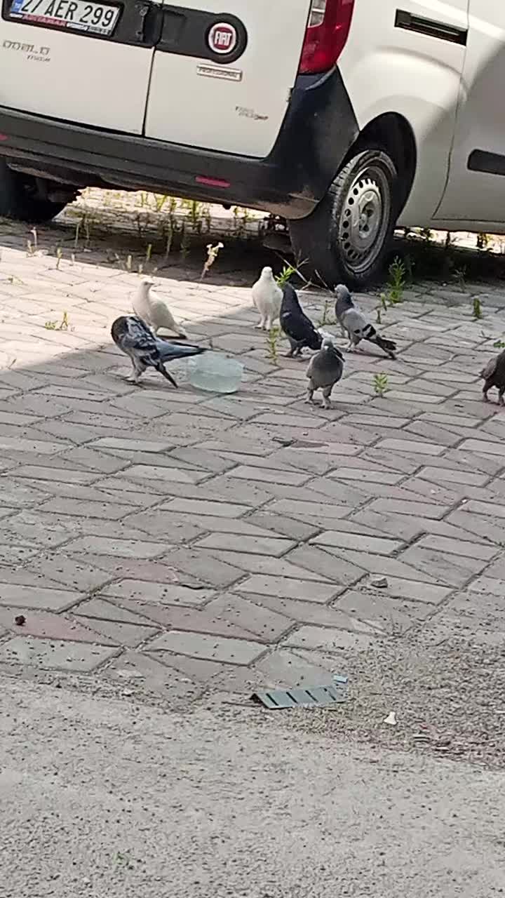 @Ahmet Akcakaya