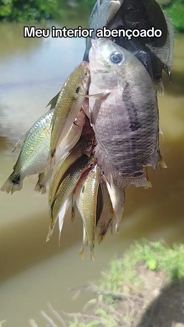 @Jailson do Refúgio🌳🐟