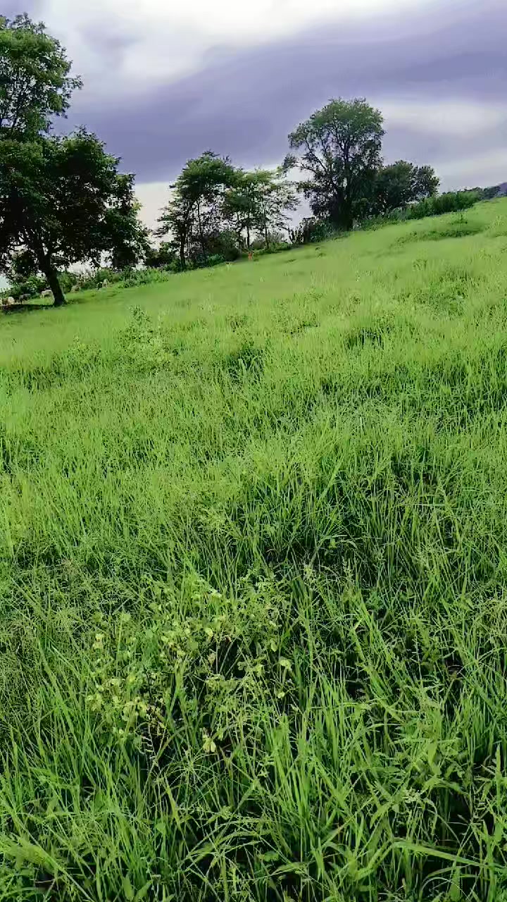 @Zinu {Zuzu}