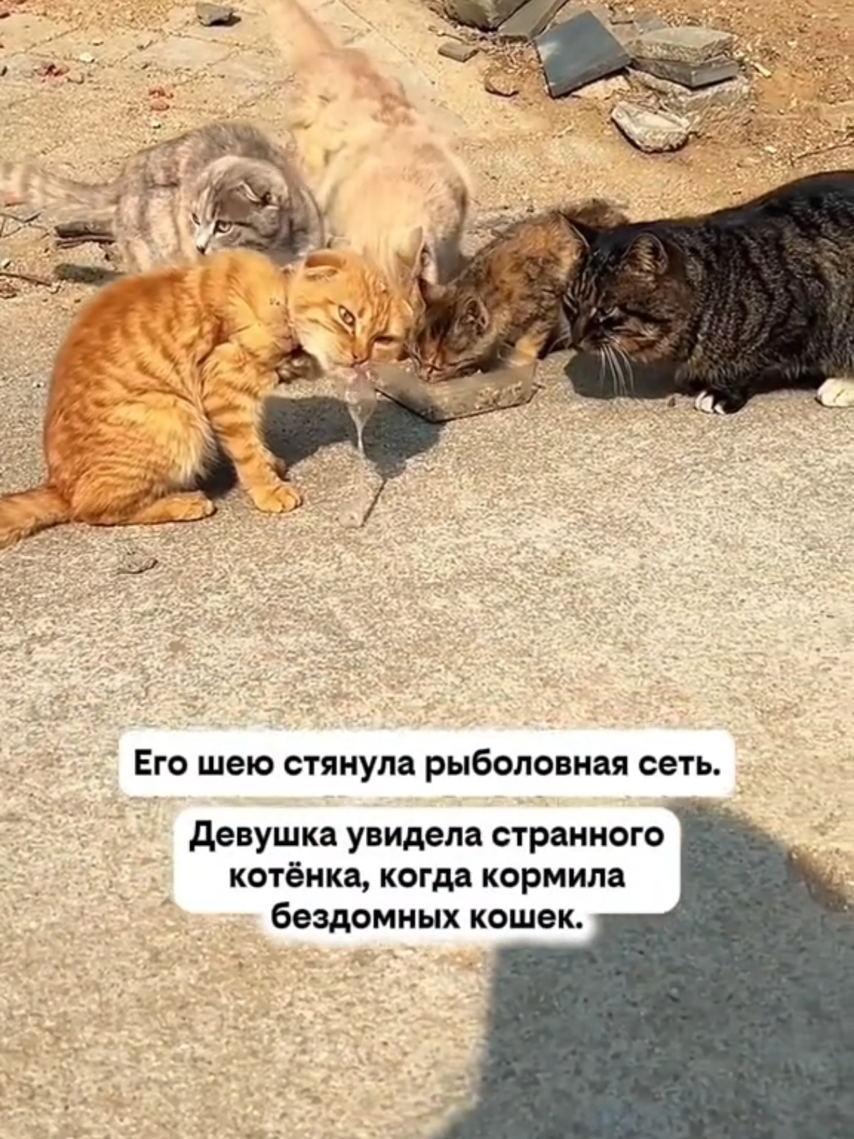 @RescueAnimals Nir