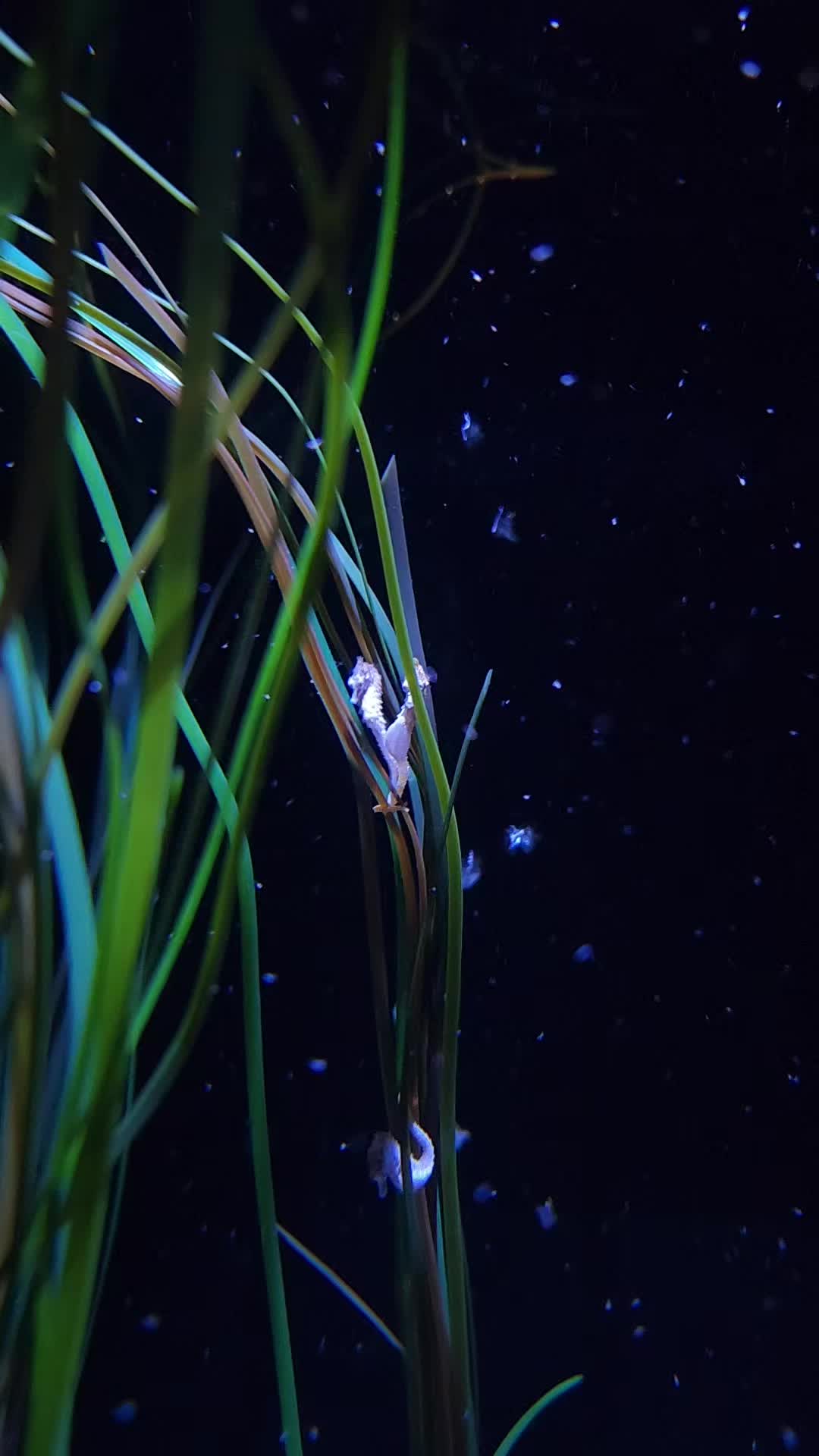 @Cuttle Aquarist