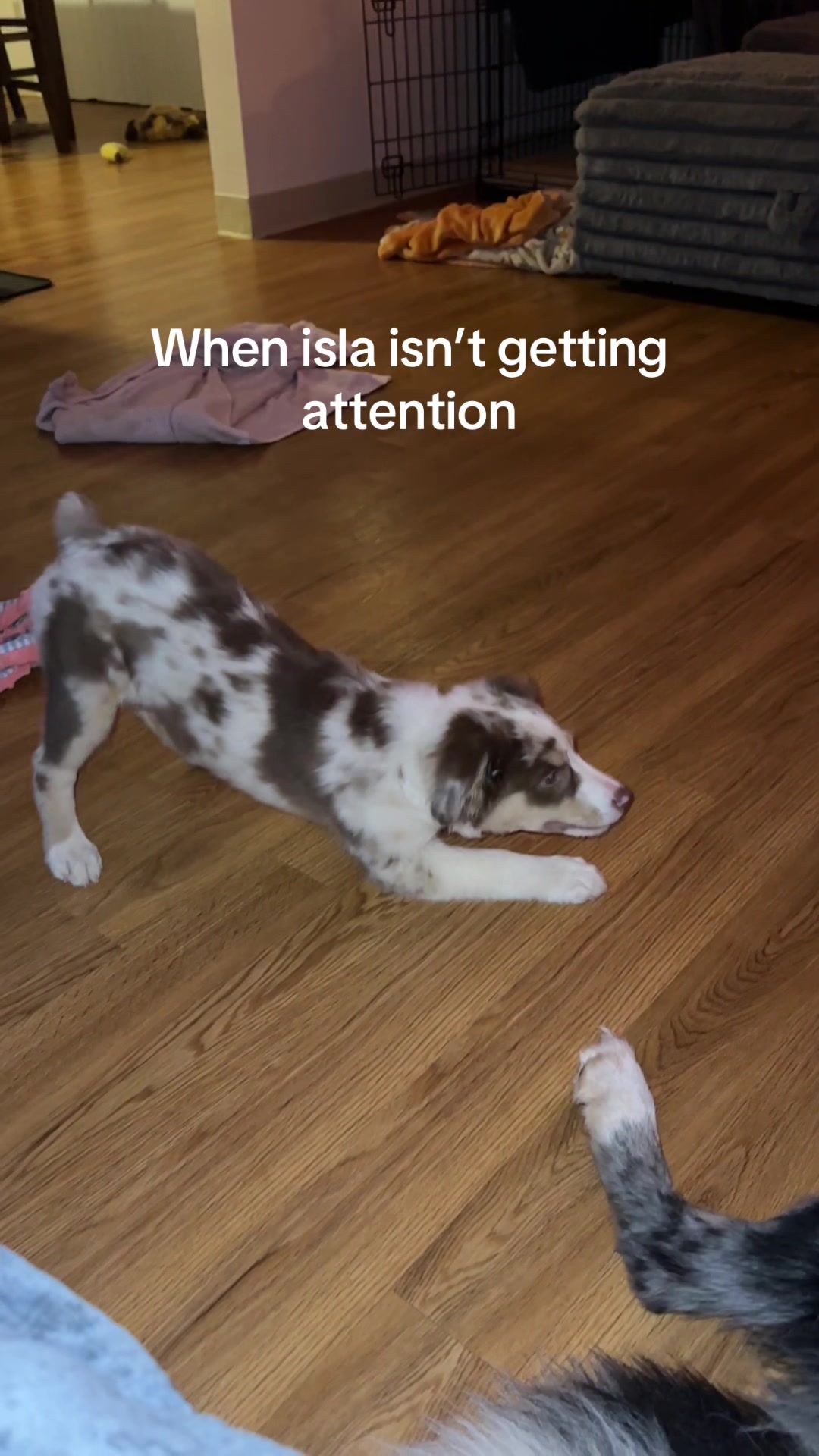 @Isla the Aussie