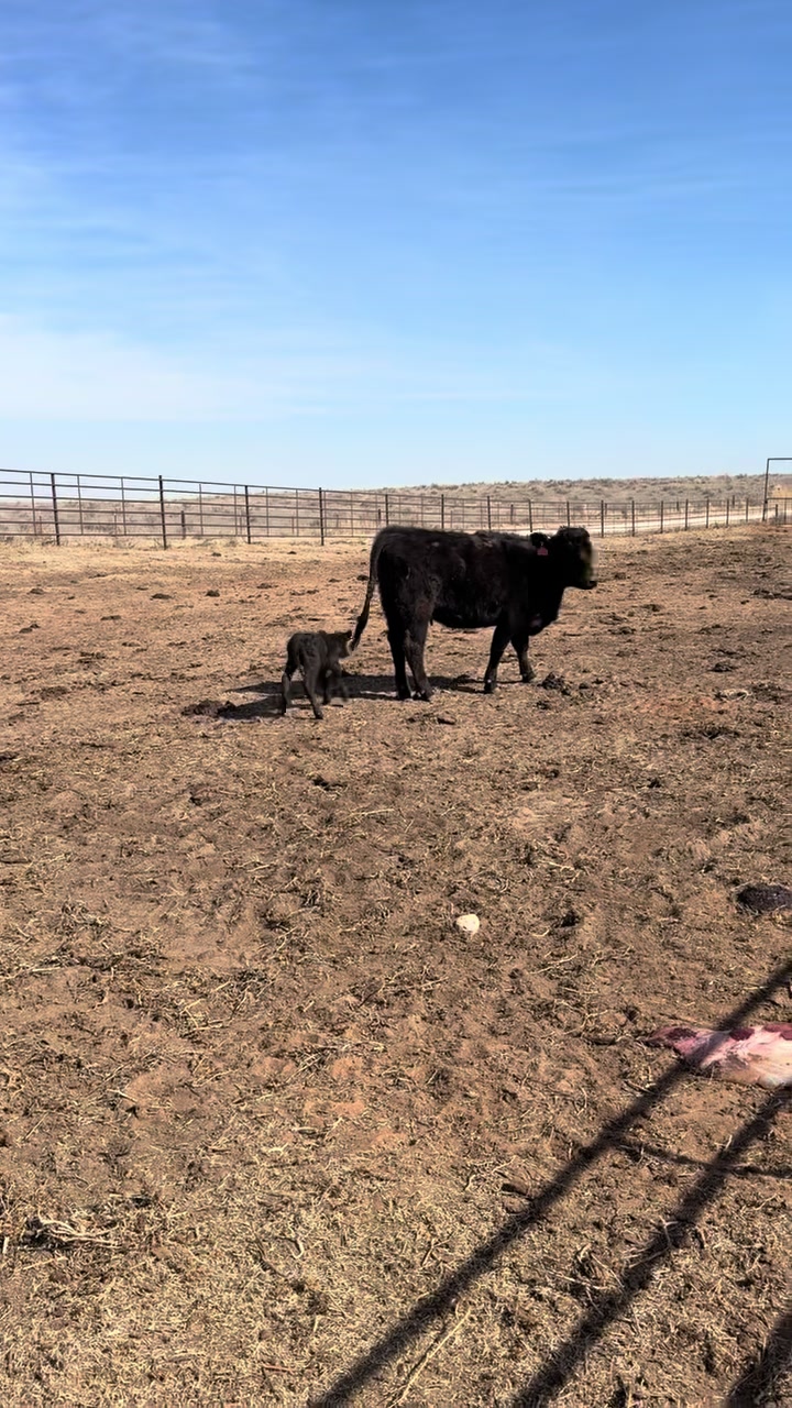 @McKinneyLandCattle