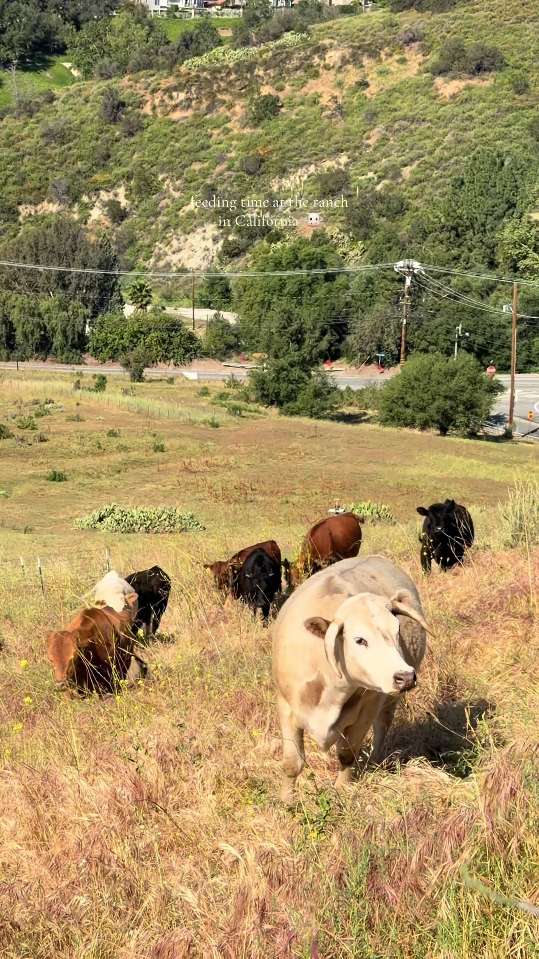 @myranchdiary