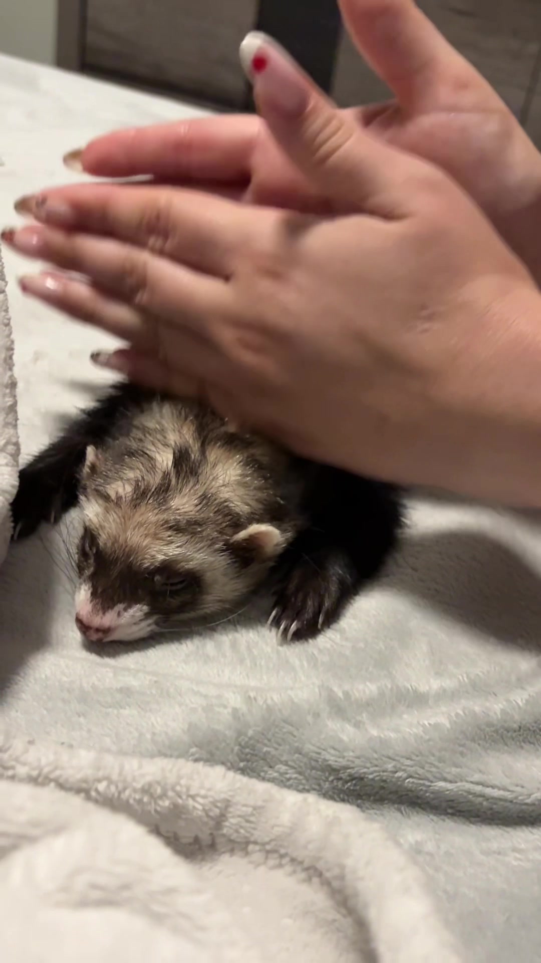 @oliverandstellaferrets