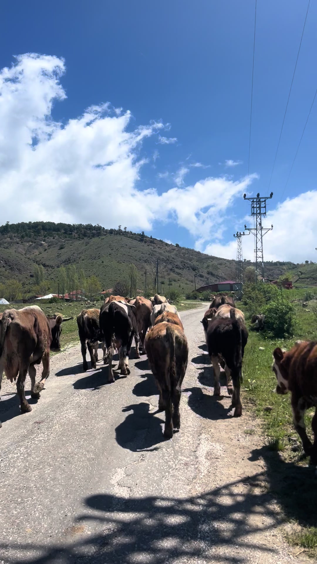 @Talip Cerrahoğlu