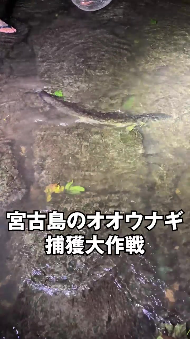 @エルドラド