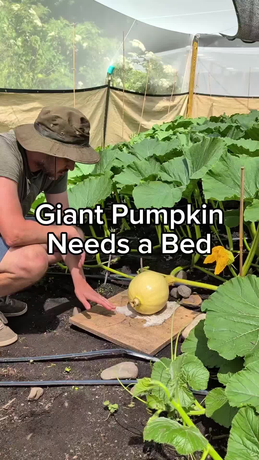 @bigpumpki
