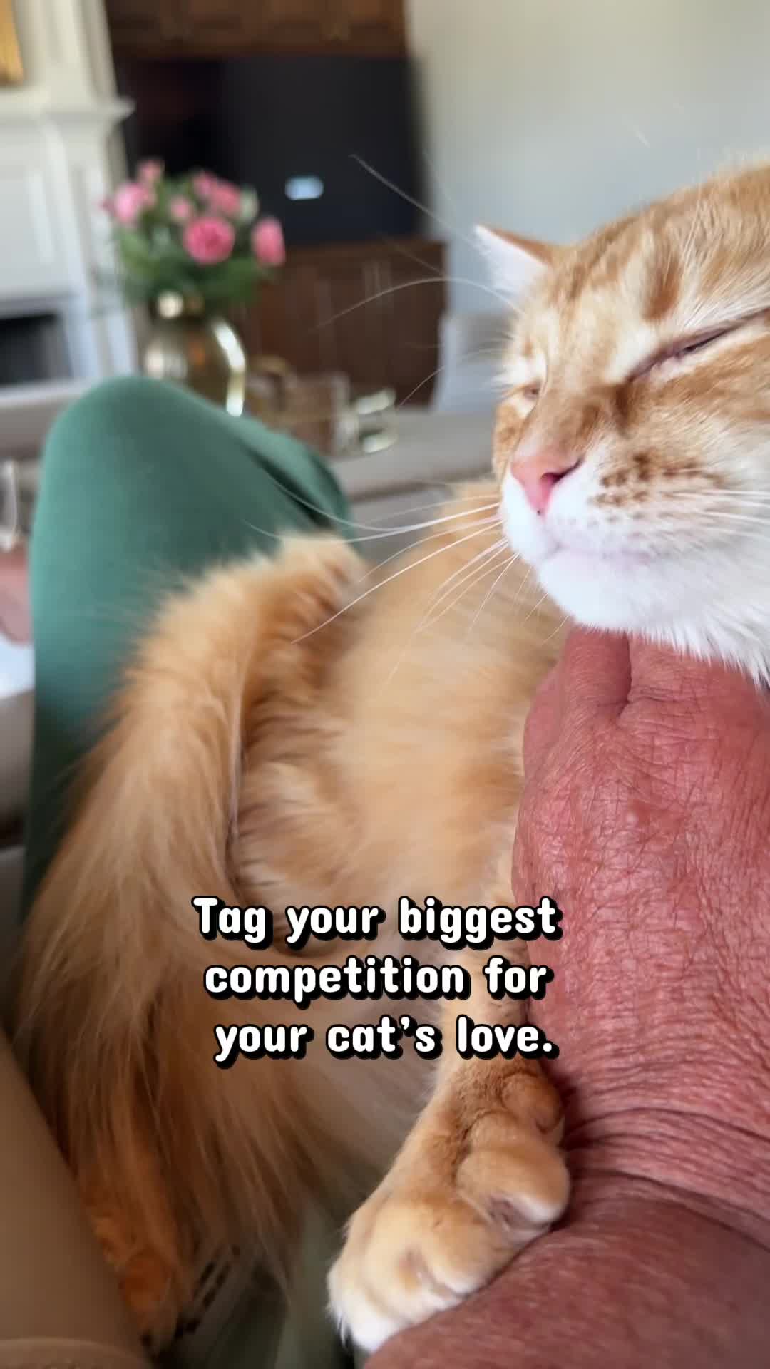 @Winnie: Maine Coon Kitty