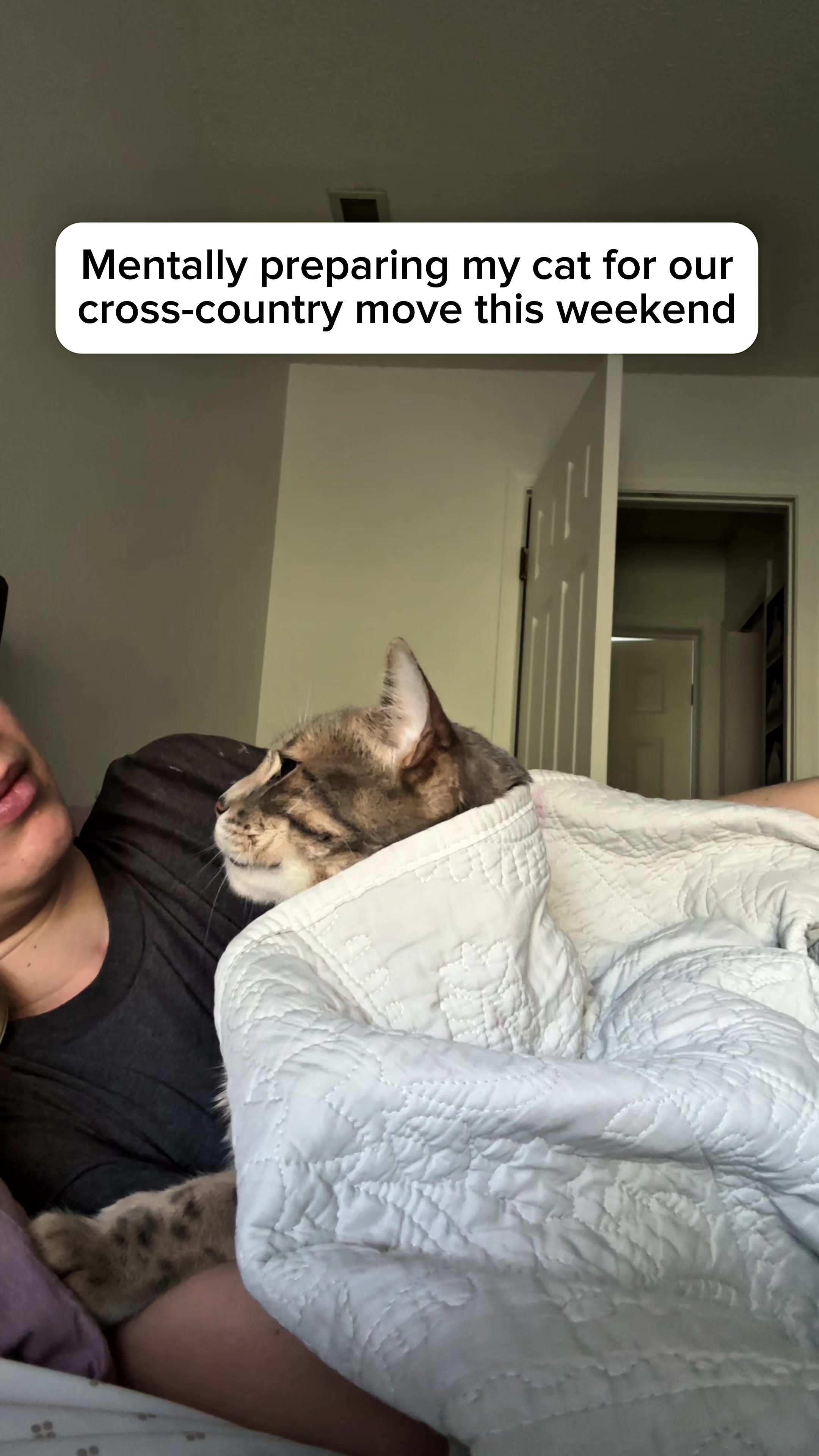 @Mochi the Bengal