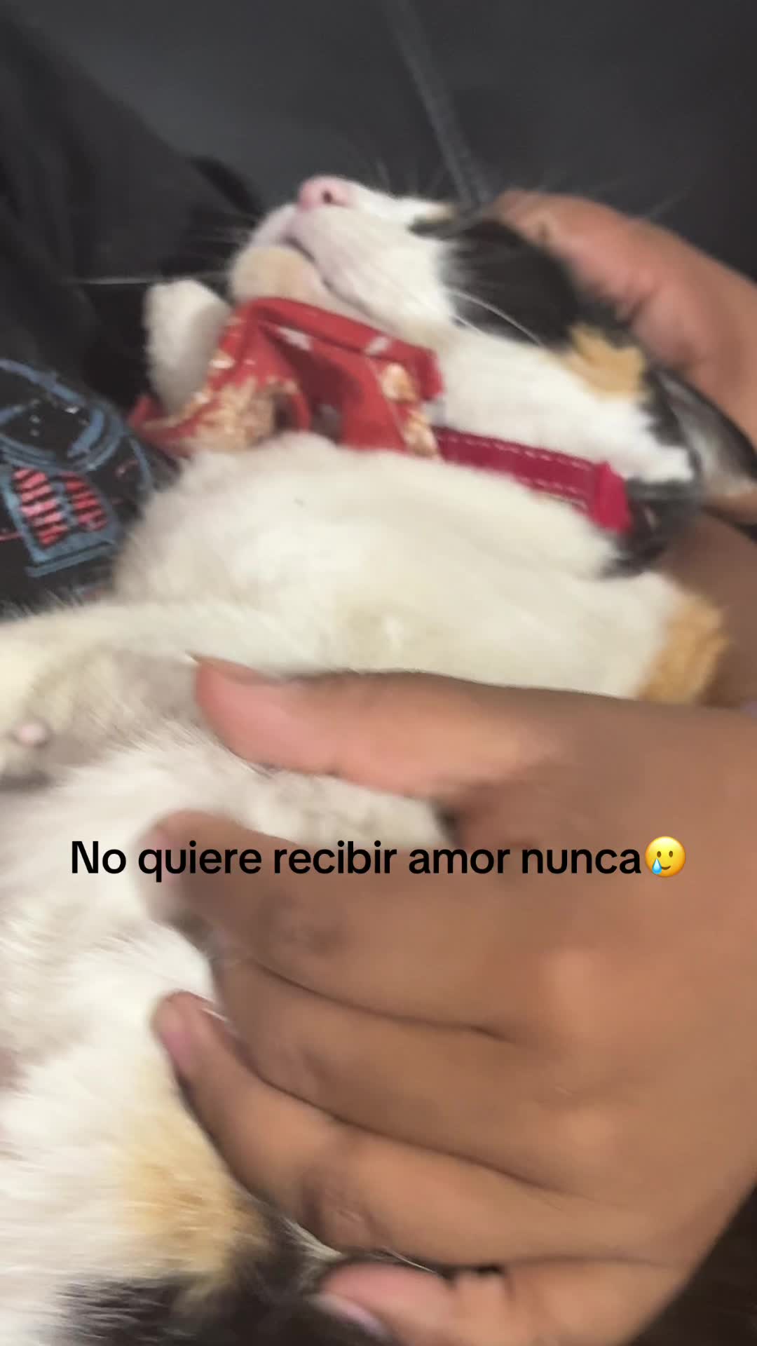 @Rachel✨