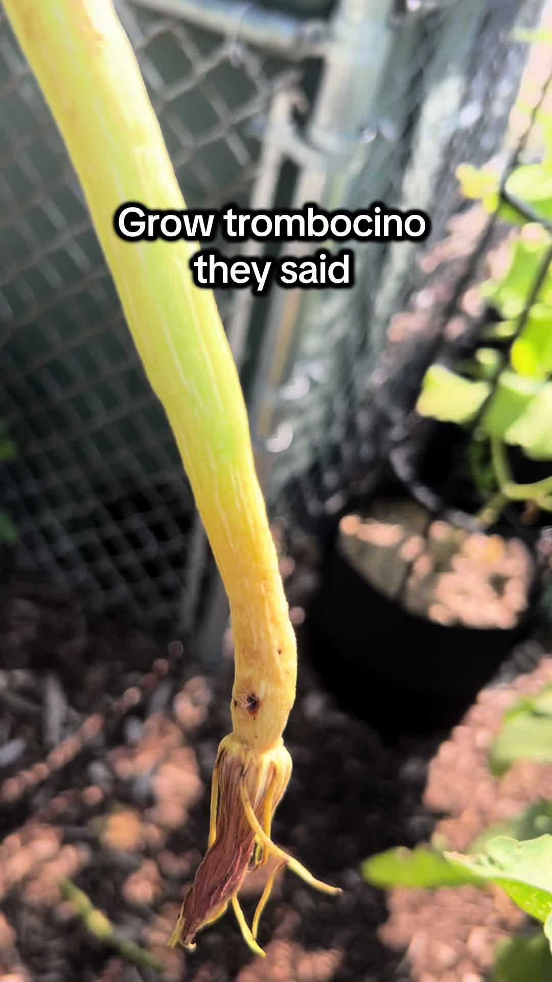 @District Gardening